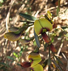 Templetonia stenophylla.jpg