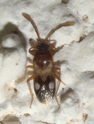 <i>Tempyra</i> Genus of true bugs