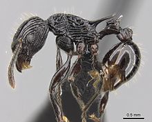 Tetramorium smaug 0121244 p 1 high.jpg