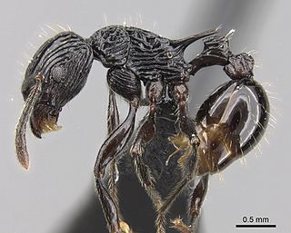 <i>Tetramorium smaug</i> Species of ant