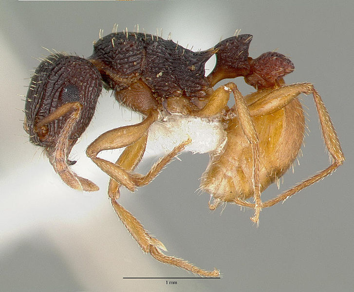 File:Tetramorium spininode castype12542 profile 1.jpg