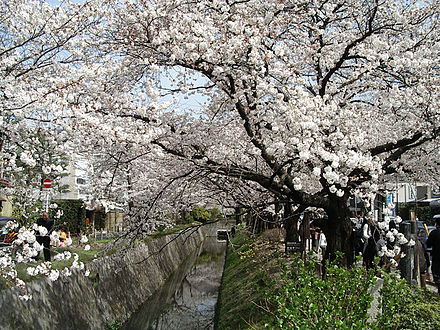 « Le chemin de la philosophie », à Kyoto, au printemps.