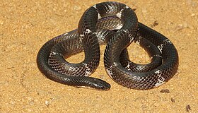 The Ceylon krait or Sri Lankan krait (Bungarus ceylonicus) is a species of venomous snake endemic to the island Sri Lanka.jpg