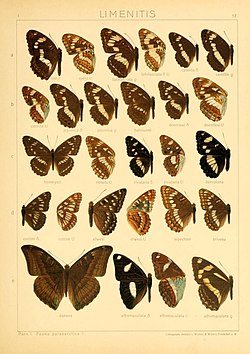 Yang Macrolepidoptera of the world (Taf. 57) (8145259279).jpg