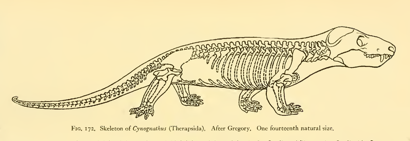 The Osteology of the Reptiles-086 uhygtfyuhgtf hv7gh ijuhg dfgdfgdfg -  PICRYL - Public Domain Media Search Engine Public Domain Search