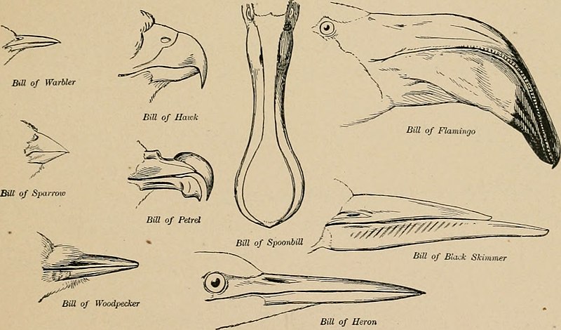 File:The birds of eastern North America known to occur east of the nineteenth meridian (1899) (20357542196).jpg