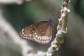 * Nomination: The common crow (Euploea core). Picture taken from Kalpetta, Wayanad, India. --Praveenp 02:47, 2 August 2017 (UTC) * Review  Comment Please try to defringe, otherwise OK. --C messier 08:58, 2 August 2017 (UTC)