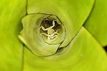 Bromeliad'lerin içindeki gizli yaşam - Phyllodytes melanomystax.jpg