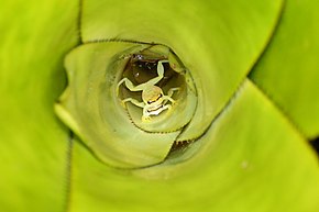 Kuvan kuvaus Salainen elämä bromeliadien sisällä - Phyllodytes melanomystax.jpg.