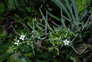 Alpine flax leaf (Thesium alpinum)