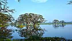 Езерото Thissa තිසා වැව, Thissamaharama, Южна провинция, Шри Ланка.jpg