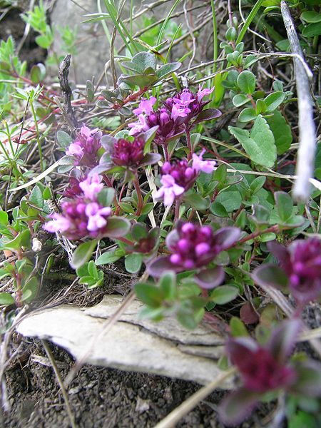 File:Thymus pulegioides.JPG