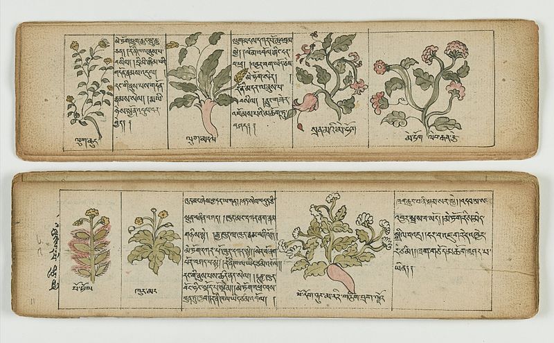 File:Tibetan plant Manuscript Wellcome L0041683.jpg