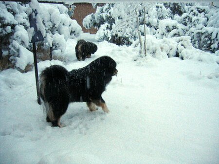 Fail:Tibetian Mastiffs in snow.jpg