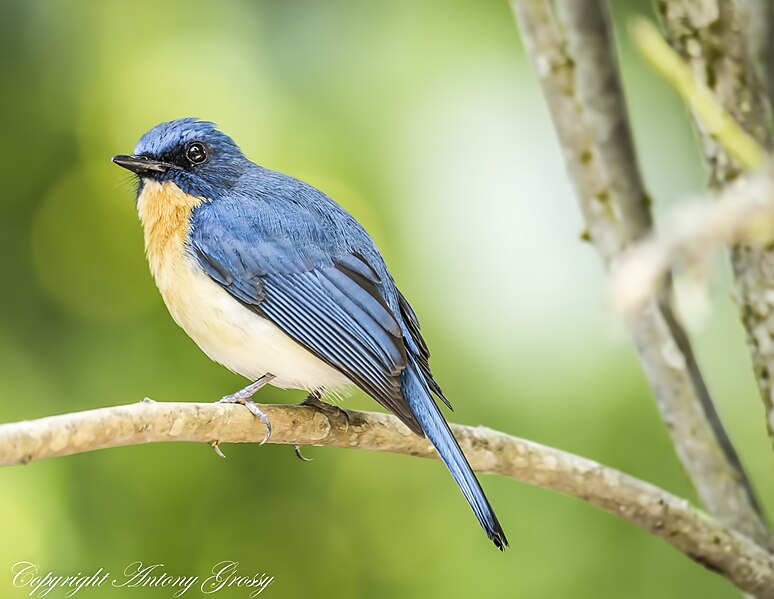 File:Tickell's Blue Flycatcher (7221664358).jpg