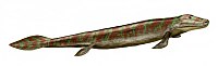 Tiktaalik BW beyaz background.jpg