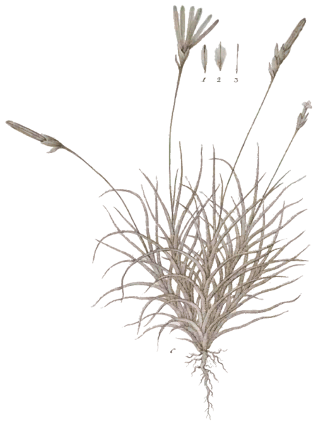 File:Tillandsia capillaris 01.gif