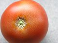 Tomatenfrucht Goldpünktchen / Calciumoxalat / goudspickeltjes