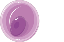 Gametocyt