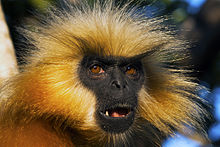 Closeup of face Trachypithecus geei (Assam, 2006).jpg