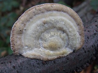 <i>Trametes hirsuta</i> Species of fungus
