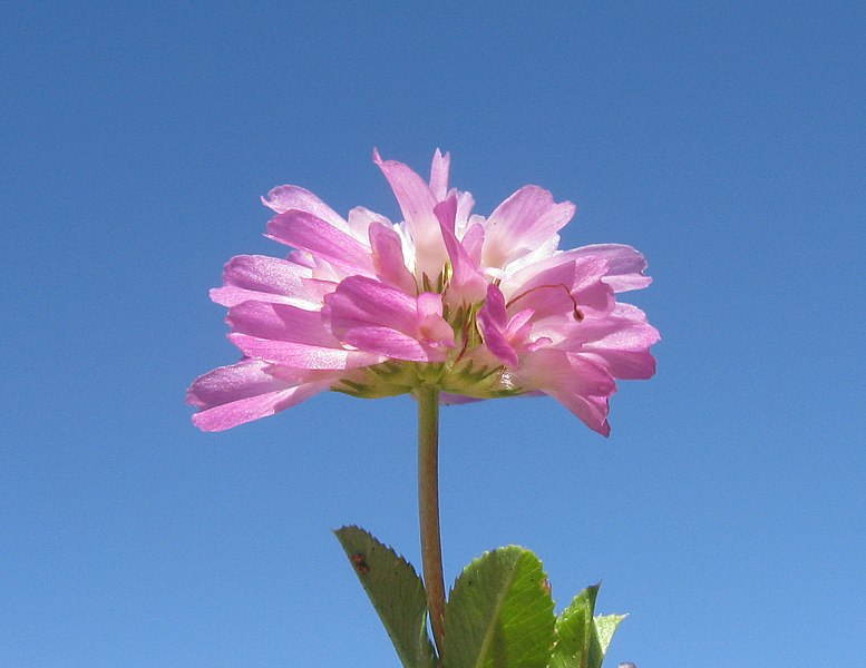 File:Trifolium resupinatum flowerhead3 NC - Flickr - Macleay Grass Man.jpg