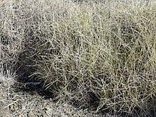 Triodia scariosa, země Spinifex, Yelarbon IMG 20190607 121910.jpg