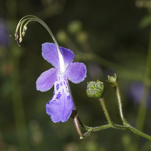 Tripora divaricata (flower)