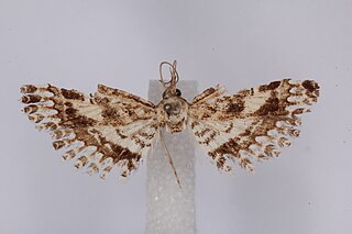 <i>Triscaedecia suva</i> Species of moth