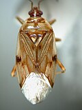 Miniatura para Idiostolidae