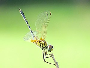 Long-legged Marsh Glider Trithemis pallidinervis male