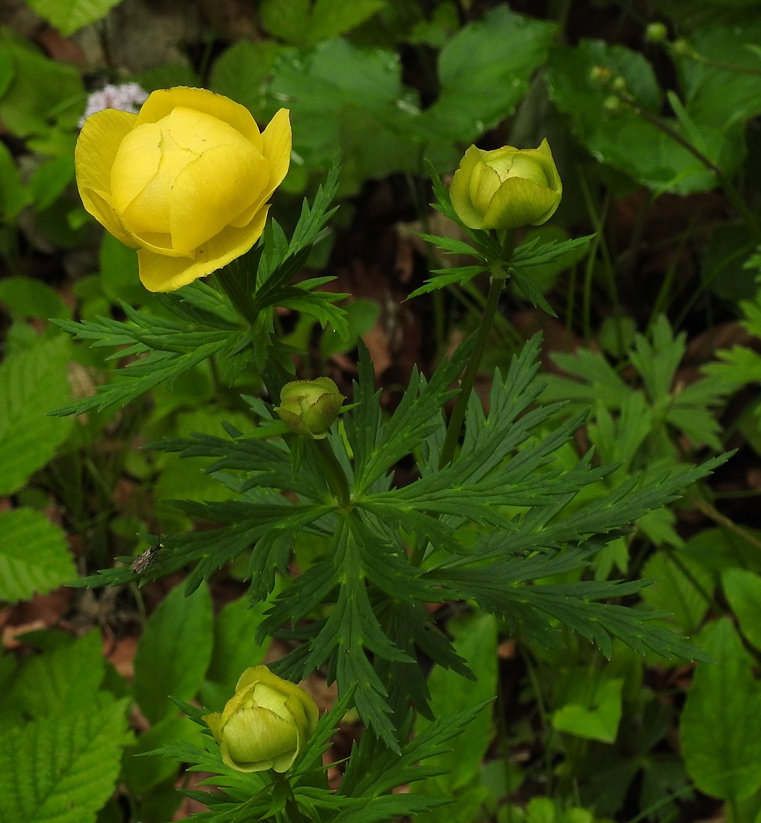 Купальница Trollius ranunculoides