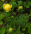 * Nomination Globeflower (Trollius europaeus) --Robert Flogaus-Faust 18:38, 3 April 2019 (UTC) * Promotion  Support Good quality. --MB-one 13:37, 7 April 2019 (UTC)