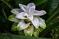 Turmeric Flower Curcuma Longa (243825849).jpeg