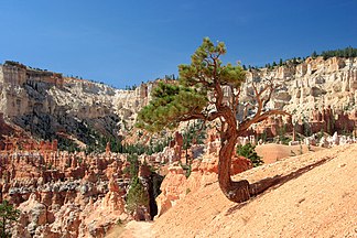 Stunted tree, Bryce Canyon National Park, Utah