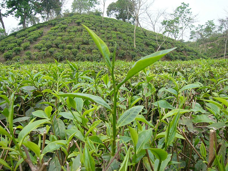 File:Two Leaf and a Bud Tea Garden Srimongol Sylhet Bangladesh.JPG