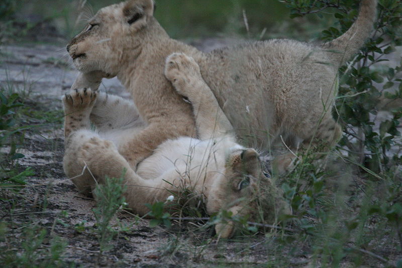 File:Two Lion Cubs (2007-04-15).jpg