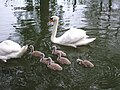 Two swans with cygnets.jpg
