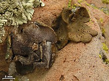 Umbilicaria phaea is a saxicolous, umbilicate lichen. Umbilicaria phaea - Flickr - pellaea (1).jpg