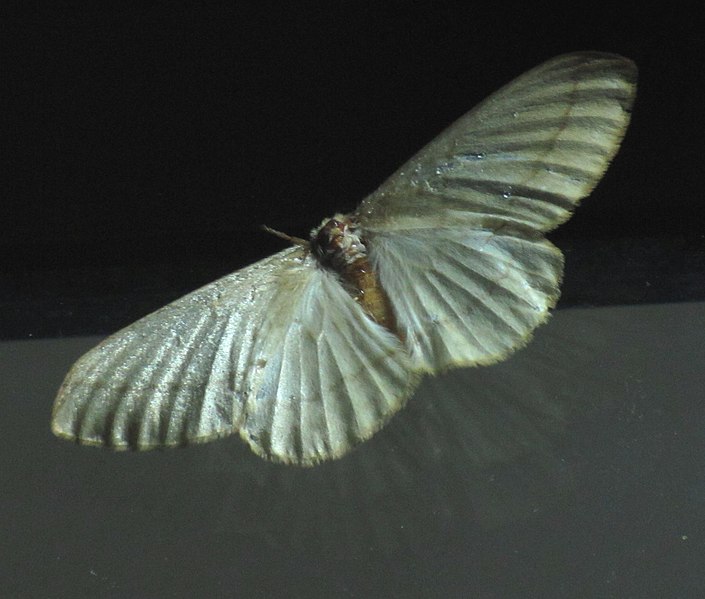 File:Unidentified Moth 4450.jpg