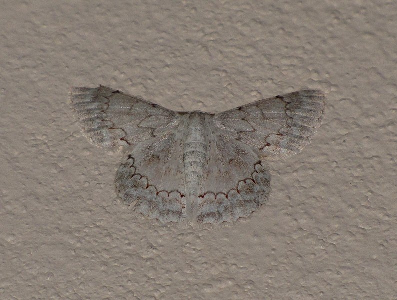 File:Unidentified moth 4903.jpg