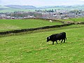 Black Scottish Highland bull in upland pasture overlooking Haltwhistle, UK