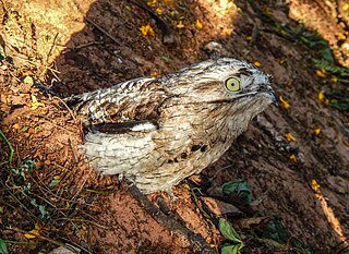 <span class="mw-page-title-main">Common potoo</span> Species of bird