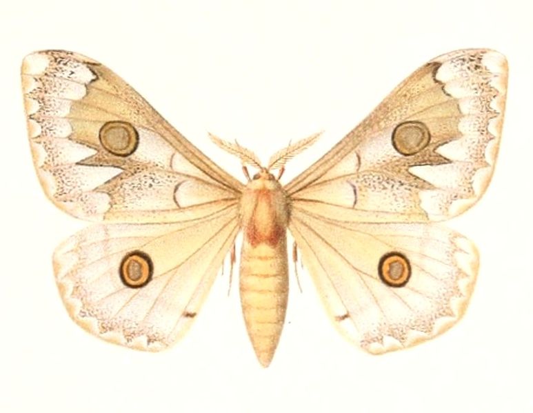 File:Usta angulata 1895.jpg