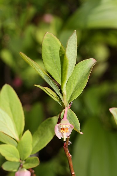 File:Vaccinium ovalifolium 0743.JPG