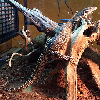 <span class="mw-page-title-main">Peacock monitor</span> Species of lizard