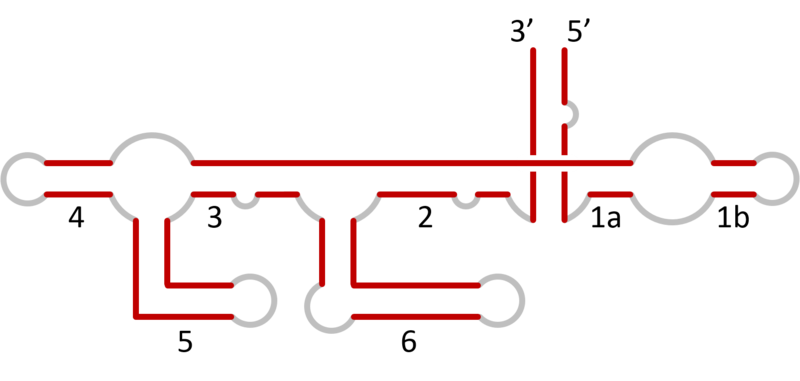 File:Varkud satellite ribozyme secondary.png