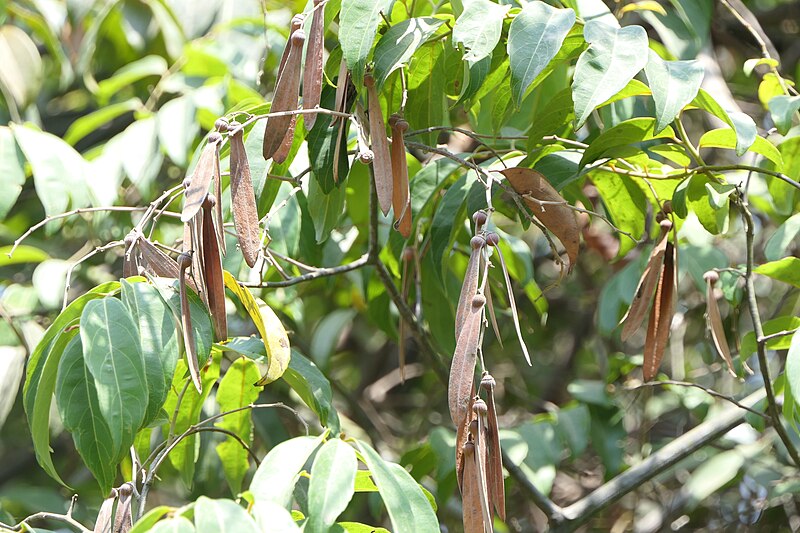 File:Ventilago madraspatana Gaertn. (52919371229).jpg