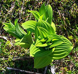 Veratrum viride