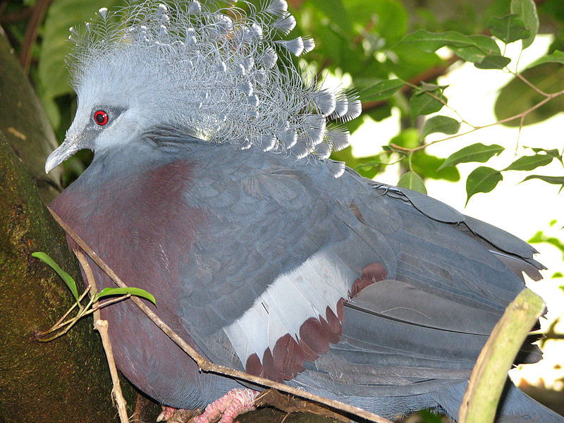 File:Victoria Crowned Pigeon Goura victoria National Aviary 2816px.jpg